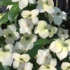 Empress Of China Dogwood - 3 Gallon Pot (4.5- 5.5')