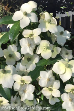 Empress Of China Dogwood - 3 Gallon Pot (4.5- 5.5')
