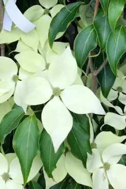 Greensleeves Dogwood (Cornus Kousa) - 3 Gallon Pot -Wilson Bros Gardens Dogwood GreenSleeves 12 2