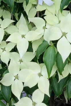 Greensleeves Dogwood - Cornus Kousa - 5 Gallon Pot