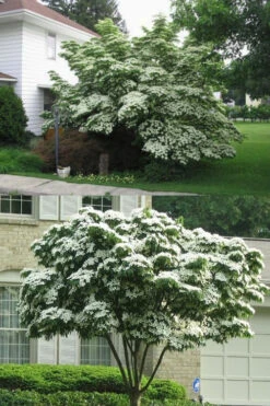 Greensleeves Dogwood (Cornus Kousa) - 1 Gallon Pot -Wilson Bros Gardens Dogwood GreenSleeves 14