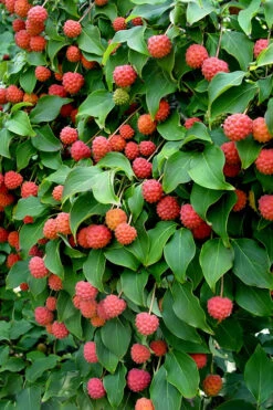 Greensleeves Dogwood (Cornus Kousa) - 3 Gallon Pot -Wilson Bros Gardens Dogwood GreenSleeves Berries 10 2