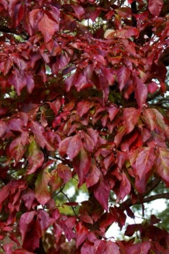 Greensleeves Dogwood - Cornus Kousa - 5 Gallon Pot -Wilson Bros Gardens Dogwood GreenSleeves Leaves 10 1