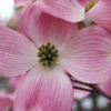 Pink Dogwood Tree (Cornus Florida Rubra)- 3 Gallon Pot (3-4')
