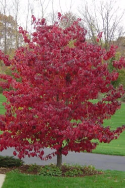 Pink Dogwood Tree (Cornus Florida Rubra)- 3 Gallon Pot (3-4') 9 Pink Dogwood Tree (Cornus Florida Rubra)- 3 Gallon Pot (3-4') -Wilson Bros Gardens Dogwood Pink 12