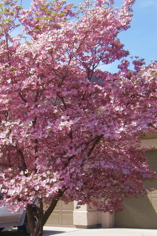 Pink Dogwood Tree (Cornus Florida Rubra)- 3 Gallon Pot (3-4') 4 Pink Dogwood Tree (Cornus Florida Rubra)- 3 Gallon Pot (3-4') - Image 4