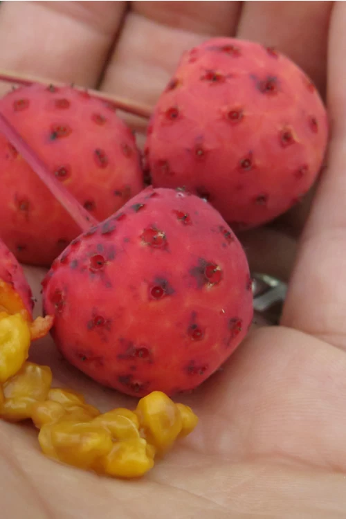Scarlet Fire Dogwood - Cornus Kousa - 3 Gallon Pot 8 Scarlet Fire Dogwood - Cornus Kousa - 3 Gallon Pot - Image 8