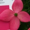 Scarlet Fire Dogwood - Cornus Kousa - 3 Gallon Pot