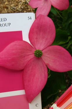 Scarlet Fire Dogwood - Cornus Kousa - 3 Gallon Pot