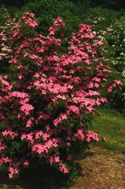 Scarlet Fire Dogwood - Cornus Kousa - 3 Gallon Pot 14 Scarlet Fire Dogwood - Cornus Kousa - 3 Gallon Pot -Wilson Bros Gardens Dogwood Scarlet Fire 12 2