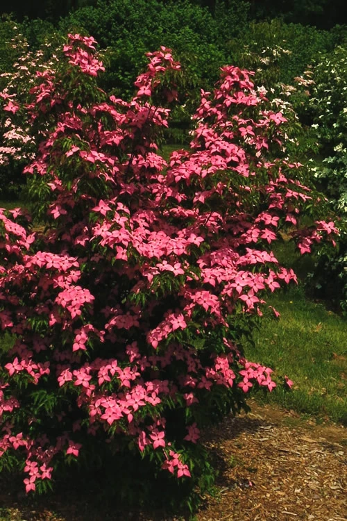 Scarlet Fire Dogwood - Cornus Kousa - 3 Gallon Pot 7 Scarlet Fire Dogwood - Cornus Kousa - 3 Gallon Pot - Image 7