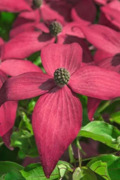 Scarlet Fire Dogwood - Cornus Kousa - 3 Gallon Pot 12 Scarlet Fire Dogwood - Cornus Kousa - 3 Gallon Pot -Wilson Bros Gardens Dogwood Scarlet Fire 13 2