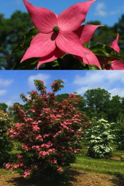 Scarlet Fire Dogwood - Cornus Kousa - 3 Gallon Pot 13 Scarlet Fire Dogwood - Cornus Kousa - 3 Gallon Pot -Wilson Bros Gardens Dogwood Scarlet Fire 4 2