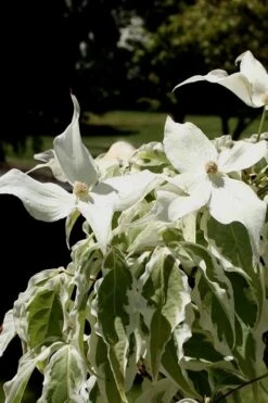 Summer Fun Variegated Dogwood - Cornus Kousa - 5 Gallon Pot (2-3') -Wilson Bros Gardens Dogwood Summer Fun 4