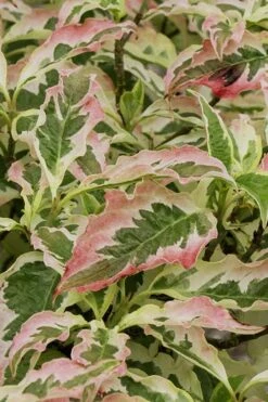 Summer Fun Variegated Dogwood - Cornus Kousa - 5 Gallon Pot (2-3') -Wilson Bros Gardens Dogwood Summer Fun 6