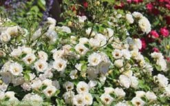 Popcorn Drift Groundcover Rose - 2 Gallon Pot -Wilson Bros Gardens Drift Rose Popcorn 21 1