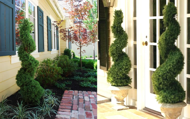 Spiral Dwarf Alberta Spruce Topiary - 3 Gallon Pot 4 Spiral Dwarf Alberta Spruce Topiary - 3 Gallon Pot - Image 4