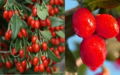 Goji Berry Plant - Lycium Barbarum - 3 Gallon Pot 7 Goji Berry Plant - Lycium Barbarum - 3 Gallon Pot -Wilson Bros Gardens Dynamite Goji Berry 1