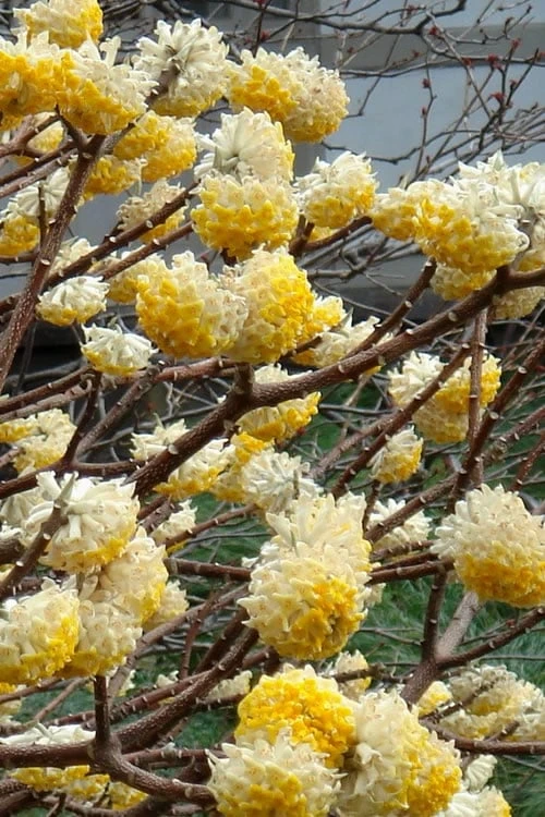 Winter Gold Edgeworthia Chrysantha - Paper Bush - 3 Gallon Pot 4 Winter Gold Edgeworthia Chrysantha - Paper Bush - 3 Gallon Pot - Image 4