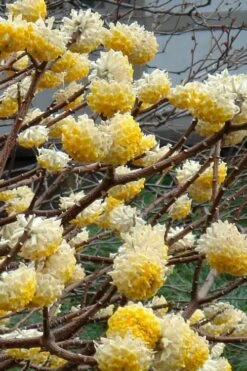 Edgeworthia Chrysantha - Paper Bush - 1 Gallon Pot -Wilson Bros Gardens Edgeworthia 4 500x700 2
