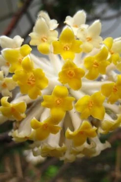 Edgeworthia Chrysantha - Paper Bush - 3 Gallon -Wilson Bros Gardens Edgeworthia BS 2
