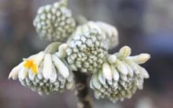 Edgeworthia Chrysantha - Paper Bush - 1 Gallon Pot -Wilson Bros Gardens Edgeworthia Flower Buds 1