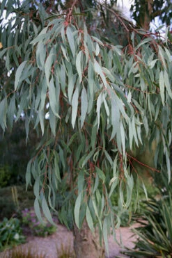 Angus Cold Hardy Eucalyptus Tree (Eucalyptus Nicholii) - 3 Quart Pot -Wilson Bros Gardens Eucalyptus Angus 15 7
