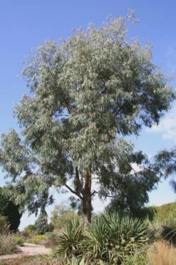 Angus Cold Hardy Eucalyptus Tree (Eucalyptus Nicholii) - 5 Gallon Pot -Wilson Bros Gardens Eucalyptus Angus 16