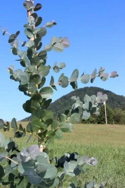 Big O Cold Hardy Eucalyptus Tree (Eucalyptus Neglecta) - Quart Pot -Wilson Bros Gardens Eucalyptus Big O Cold 2 500x750 4