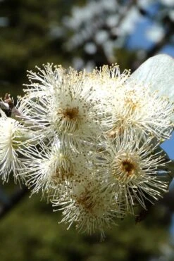 Bluey Cold Hardy Eucalyptus Tree (Eucalyptus Pulverulenta) - 2 Gallon Pot 16 Bluey Cold Hardy Eucalyptus Tree (Eucalyptus Pulverulenta) - 2 Gallon Pot -Wilson Bros Gardens Eucalyptus Bluey 6 4