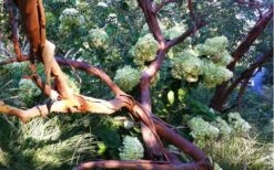 Funky Monkey Cold Hardy Eucalyptus Tree (Eucalyptus Parvula) - 3 Gallon Pot 11 Funky Monkey Cold Hardy Eucalyptus Tree (Eucalyptus Parvula) - 3 Gallon Pot -Wilson Bros Gardens Eucalyptus Funky Monkey Branches 4