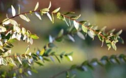 Funky Monkey Cold Hardy Eucalyptus Tree (Eucalyptus Parvula) - 3 Gallon Pot 12 Funky Monkey Cold Hardy Eucalyptus Tree (Eucalyptus Parvula) - 3 Gallon Pot -Wilson Bros Gardens Eucalyptus Funky Monkey Leaves 4