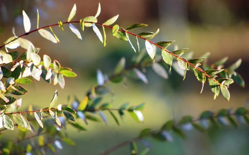 Funky Monkey Cold Hardy Eucalyptus Tree (Eucalyptus Parvula) - 3 Gallon Pot 6 Funky Monkey Cold Hardy Eucalyptus Tree (Eucalyptus Parvula) - 3 Gallon Pot - Image 6