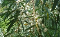 Funky Monkey Cold Hardy Eucalyptus Tree (Eucalyptus Parvula) - 6 Pack Of 1 Gallon Pots 10 Funky Monkey Cold Hardy Eucalyptus Tree (Eucalyptus Parvula) - 6 Pack Of 1 Gallon Pots -Wilson Bros Gardens Eucalyptus Funky Monkey Leaves Mature 5