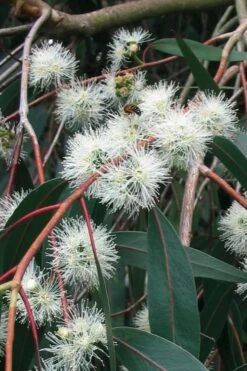Jersey Girl Cold Hardy Eucalyptus Tree (Eucalyptus Macarthurii) - 6 Pack Of 1 Gallon Pots -Wilson Bros Gardens Eucalyptus Jersey Girl 1 5