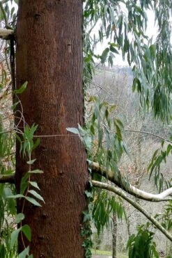 Jersey Girl Cold Hardy Eucalyptus Tree (Eucalyptus Macarthurii) - 6 Pack Of 1 Gallon Pots -Wilson Bros Gardens Eucalyptus Jersey Girl 2 5