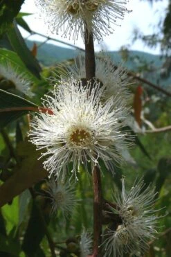 Jersey Girl Cold Hardy Eucalyptus Tree (Eucalyptus Macarthurii) - 6 Pack Of 1 Gallon Pots -Wilson Bros Gardens Eucalyptus Jersey Girl 4 5