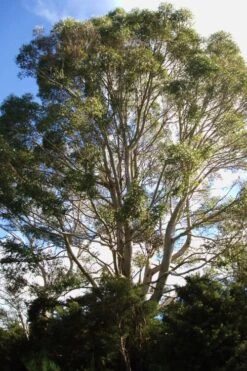 Jersey Girl Cold Hardy Eucalyptus Tree (Eucalyptus Macarthurii) - 2 Gallon Pot -Wilson Bros Gardens Eucalyptus Jersey Girl 6 2