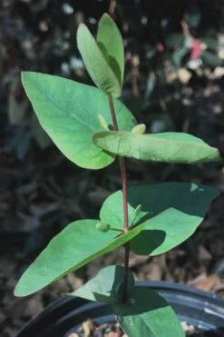 Jersey Girl Cold Hardy Eucalyptus Tree (Eucalyptus Macarthurii) - Quart Pot -Wilson Bros Gardens Eucalyptus Jersey Girl 7 3