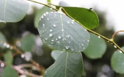Lucky Country Cold Hardy Eucalyptus Tree (Eucalyptus Camphora) - Quart Pot 11 Lucky Country Cold Hardy Eucalyptus Tree (Eucalyptus Camphora) - Quart Pot -Wilson Bros Gardens Eucalyptus Lucky Country 2 2