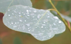 Lucky Country Cold Hardy Eucalyptus Tree (Eucalyptus Camphora) - 3 Gallon Pot 12 Lucky Country Cold Hardy Eucalyptus Tree (Eucalyptus Camphora) - 3 Gallon Pot -Wilson Bros Gardens Eucalyptus Lucky Country 3 4