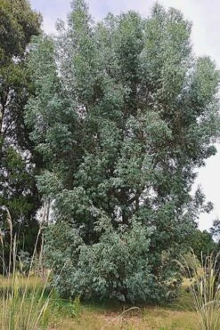 Luna Cold Hardy Eucalyptus Tree (Eucalyptus Perriniana) - 2 Gallon Pot -Wilson Bros Gardens Eucalyptus Luna 5 1