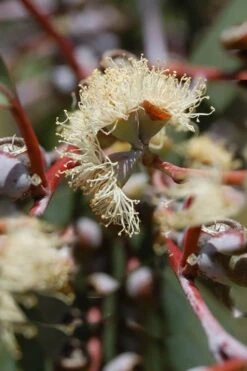 Luna Cold Hardy Eucalyptus Tree (Eucalyptus Perriniana) - Quart Pot -Wilson Bros Gardens Eucalyptus Luna 6 3