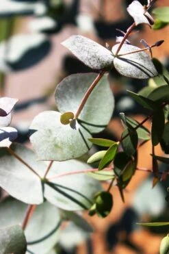 Maggie Cold Hardy Eucalyptus Tree (Eucalyptus Nova Anglica) - 3 Quart Pot 11 Maggie Cold Hardy Eucalyptus Tree (Eucalyptus Nova Anglica) - 3 Quart Pot -Wilson Bros Gardens Eucalyptus Maggie 10 4