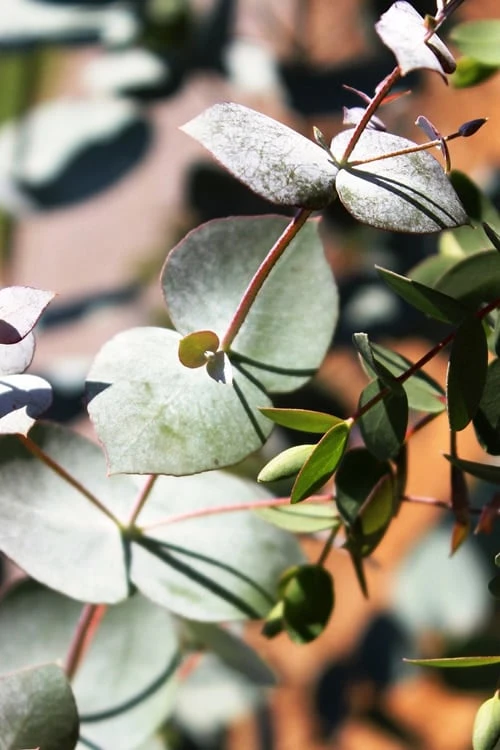 Maggie Cold Hardy Eucalyptus Tree (Eucalyptus Nova Anglica) - 3 Quart Pot 6 Maggie Cold Hardy Eucalyptus Tree (Eucalyptus Nova Anglica) - 3 Quart Pot - Image 6