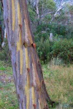 Sheila Cold Hardy Eucalyptus Tree (Eucalyptus Stellulata) - 6 Pack Of 1 Gallon Pots -Wilson Bros Gardens Eucalyptus Sheila 10