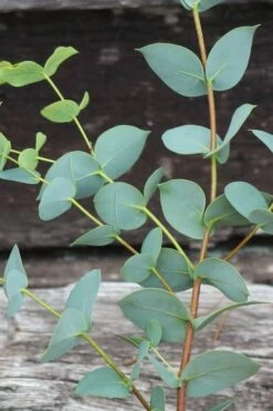 Sheila Cold Hardy Eucalyptus Tree (Eucalyptus Stellulata) - 1 Gallon Pot 21 Sheila Cold Hardy Eucalyptus Tree (Eucalyptus Stellulata) - 1 Gallon Pot -Wilson Bros Gardens Eucalyptus Sheila 2 4