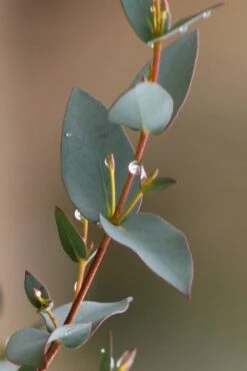 Sheila Cold Hardy Eucalyptus Tree (Eucalyptus Stellulata) - 3 Gallon Pot -Wilson Bros Gardens Eucalyptus Sheila 6 1