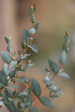 Sheila Cold Hardy Eucalyptus Tree (Eucalyptus Stellulata) - Quart Pot -Wilson Bros Gardens Eucalyptus Sheila 7 1