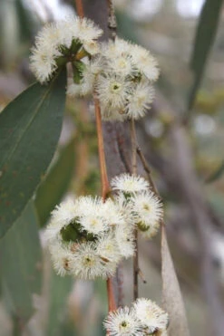 Sheila Cold Hardy Eucalyptus Tree (Eucalyptus Stellulata) - Quart Pot -Wilson Bros Gardens Eucalyptus Sheila 8 2
